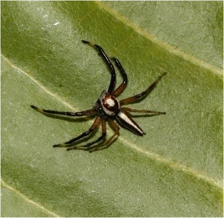 Telamonia dimidiate (2)