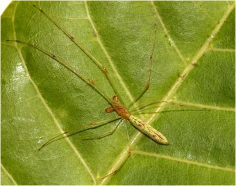 Tetragnatha viridorufa