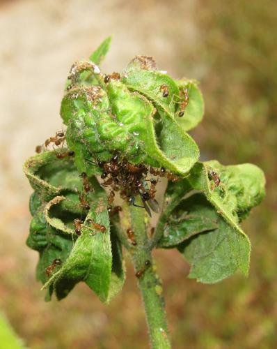 ants predating on tmb