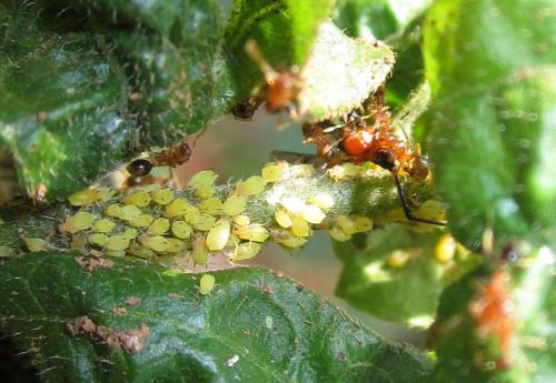 ants predating on tmb 2