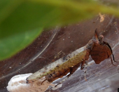 egg laying by Hestiasula brunneriana