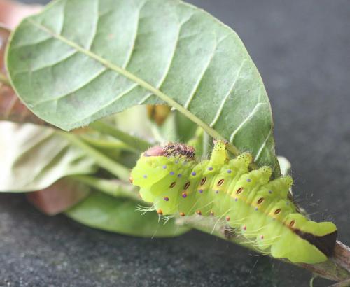 larva