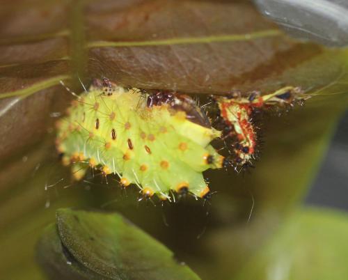larva after moulting