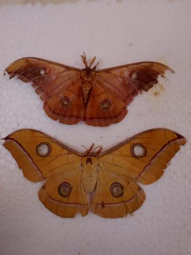 male and female silk moths