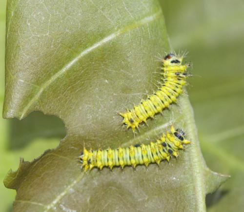 tasar silkworm larva