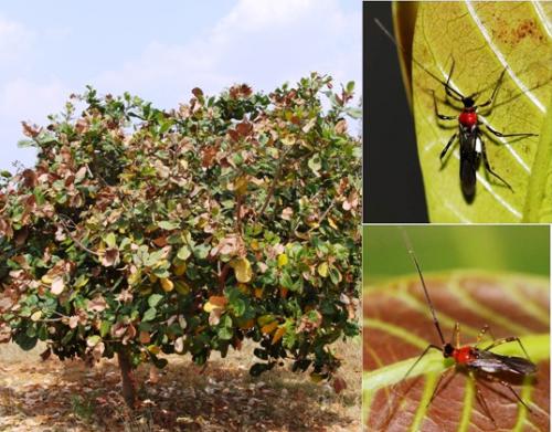 Cashew tree infested with TMB