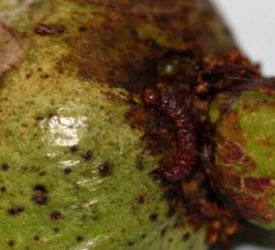 Apple and nut borer