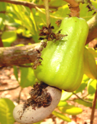 Apple and nut borer damage
