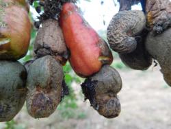 Apple and nut borer damage