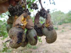 Apple and nut borer damage (2)