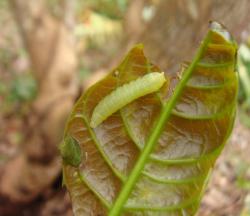 Bombotelia jocosatrix
