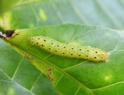 Bombotelia jocosatrix 