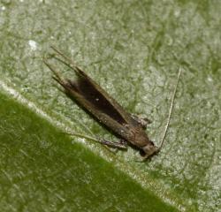 Caloptilia tiselaea leaf folder