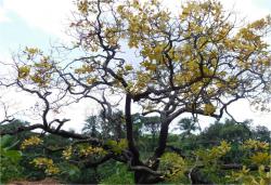 Canopy yellowing due to CSRB