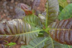 Damage by leaf miner