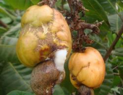 Damage by Drosophila sp.