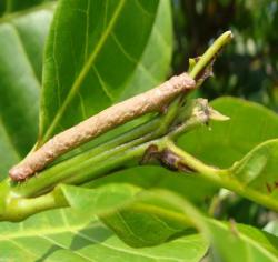 Hyposidra sp. - late instar