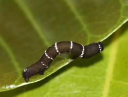 Hyposidra sp. - early instar