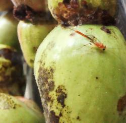 Ichneumonid - a parasitoid of apple and nut borer