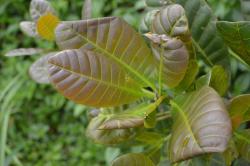 Leaf folder