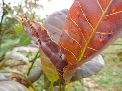 Leaf folder (3)
