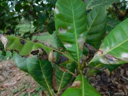 Leaf miner infestation