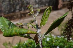 Mealy bug Ferrisia virgata