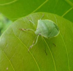 Nazera sp.