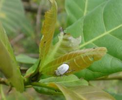 Neculla pollinaria leaf beetle