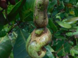 Nuts damaged by thrips