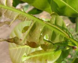 Oenospila flavifusata