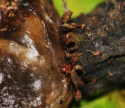 Carpophilus sp. feeding on dried cashew apple