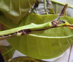 Shoot tip caterpillar damage