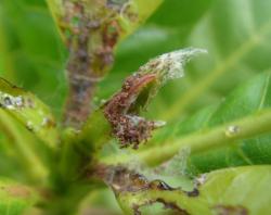 Shoot tip caterpillar 