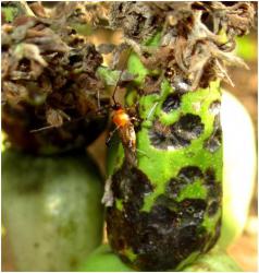 TMB adult on fruits