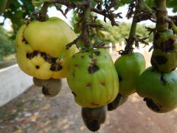 TMB damage in fruits