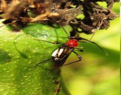 TMB feeding on cashew apple