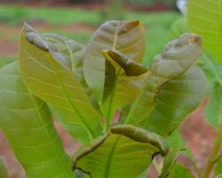 Leaf folding by Caloptilia tiselaea 