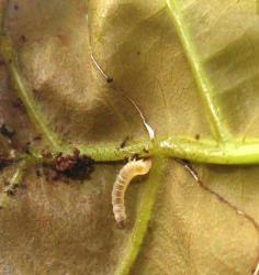 Caloptilia tiselaea larva