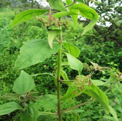 Chromolaena odorata - weed species infested by TMB