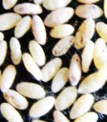 Eggs of CSRB