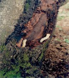 CSRB grubs on trunk