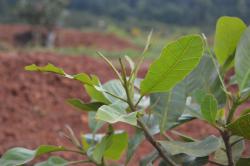 damage by hairy caterpillars and loopers