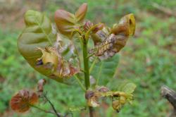 damage by leaf miner (2)