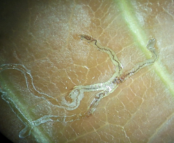 Fresh leaf mine by leaf miner
