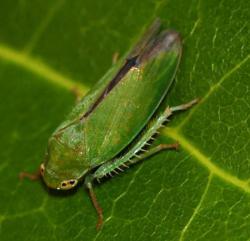 Minor pest - Undetermined sp.