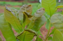 leaf folder (2)