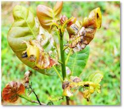 Leaf miner