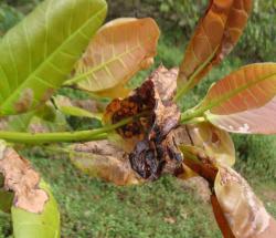 Leaf miner damage