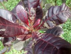 leaf miner damage